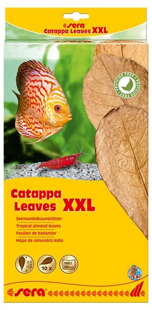 sera-catappa-leaves-xxl-10-st